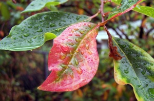 Sweet-gum leaves in early fall, just after a storm.